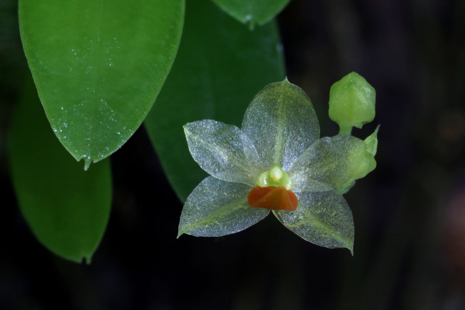 Platystele jungermannioides